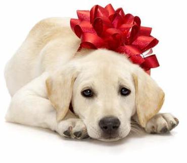 Puppies